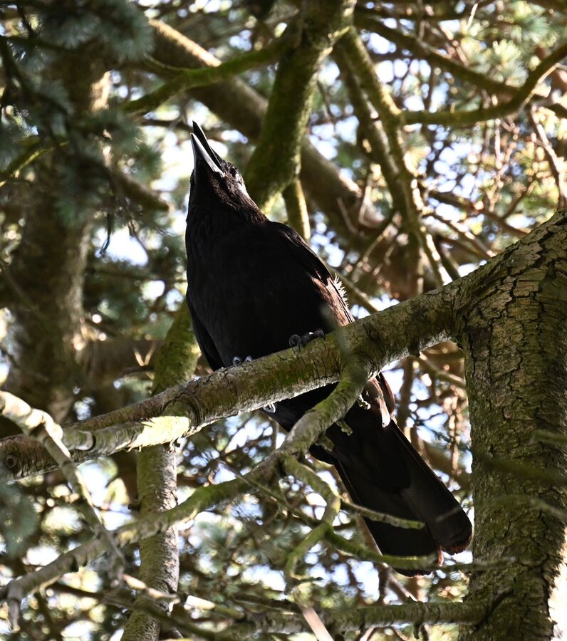 2026-06-25 9 Raven